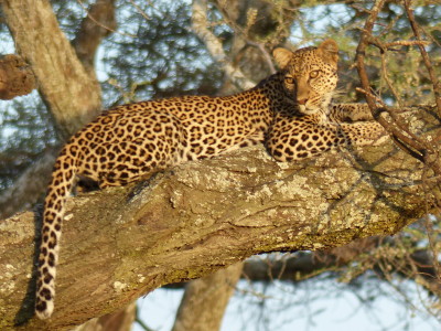 Leopard in Serengeti Tree